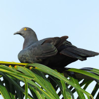 Christmas Island Imperial-Pigeon